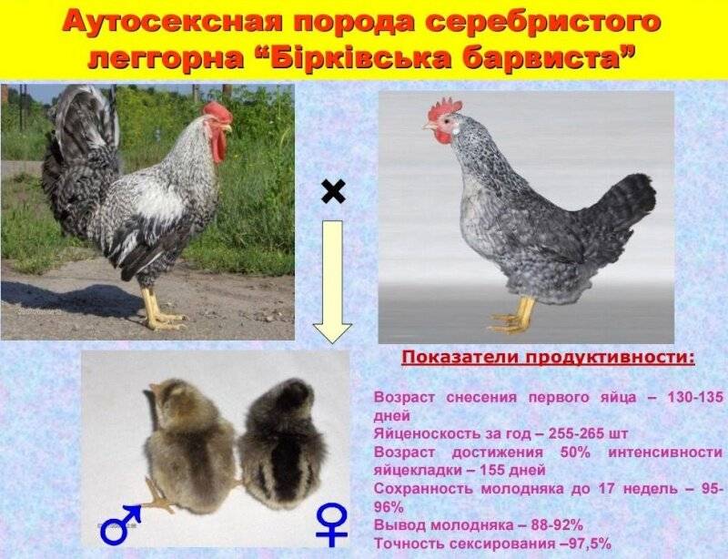 Борковская барвистая порода кур
