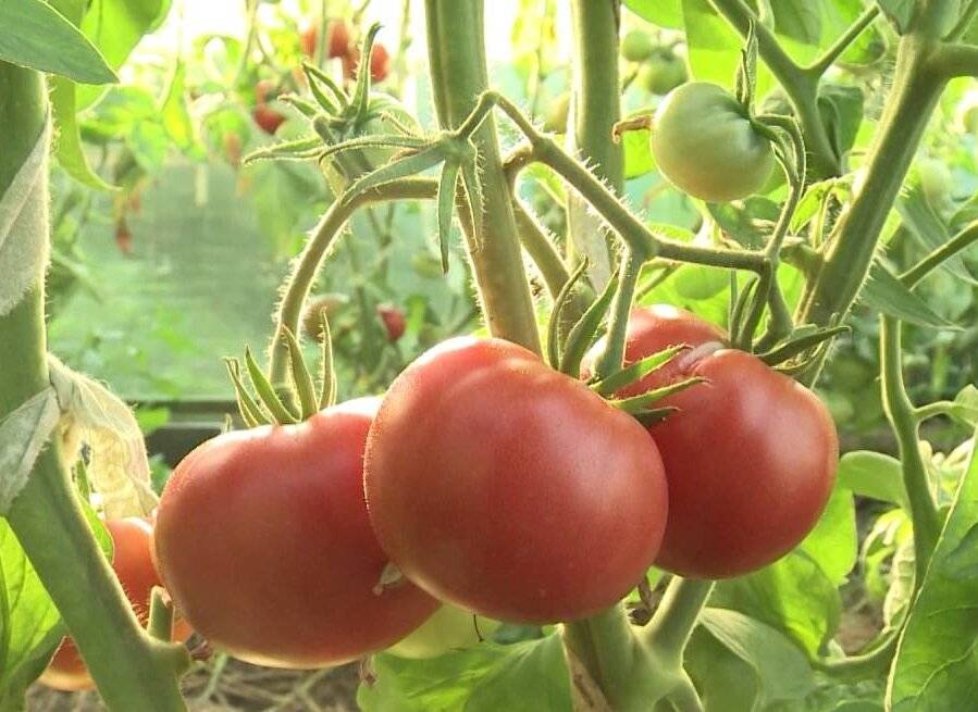 Томат «алсу» - отзывы, характеристики и описание сорта, фото помидоров