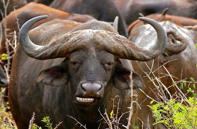 Дикие быки — буйволы