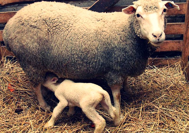 Тонкорунное овцеводство: самые известные породы, разведение