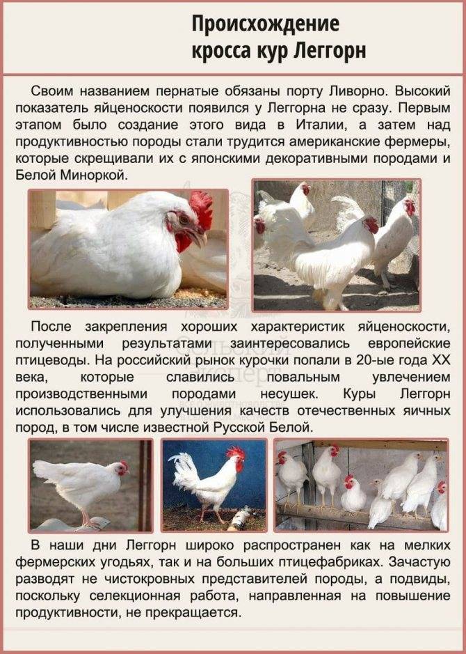 Русская белая курица описание ,фото , содержание и уход