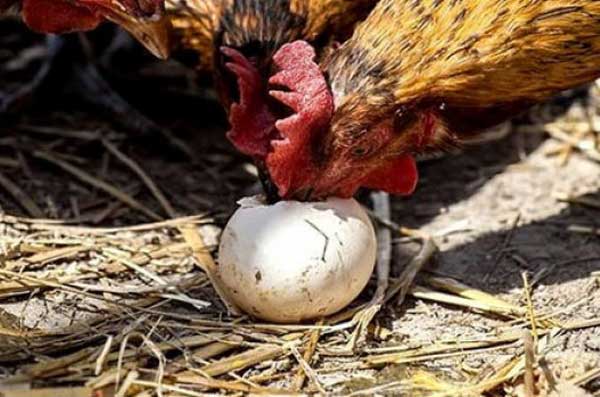 Как отучить кур клевать яйца?