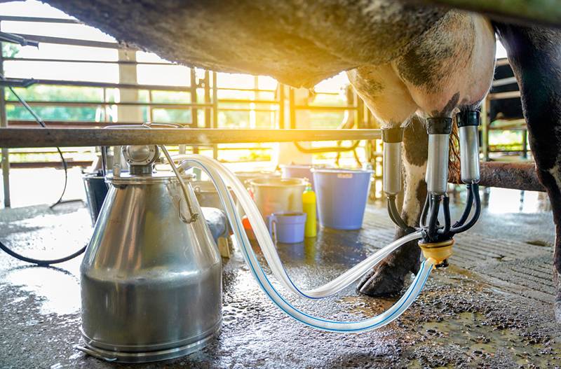Доильный аппарат для коров: виды, как сделать в домашних условиях?