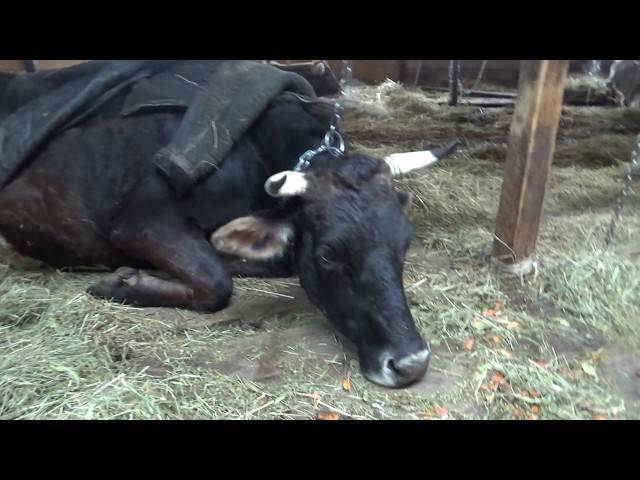 Переломы костей у коров - болезни коров