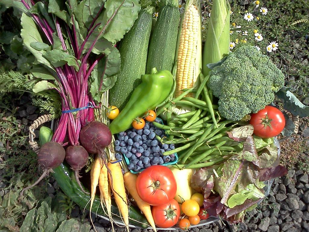 Зима все ближе, а свежих овощей хочется! Какие растения дадут урожай в квартире?
