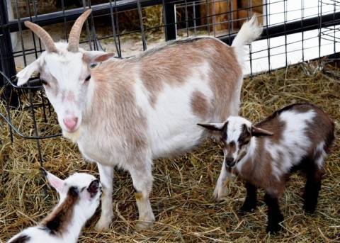 Как правильно раздоить козу после первого окота: раздой первокотки и можно ли проводить процедуру без произведения животным потомства?
