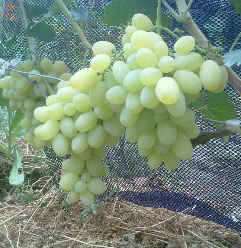 Виноград флора (лора): описание сорта, выращивание уход и отзывы
