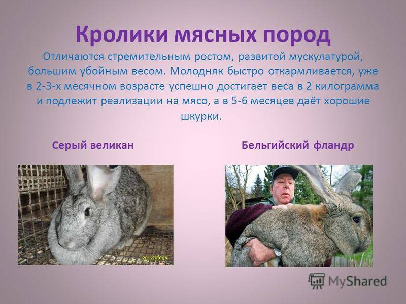 ᐉ породы кроликов: какие бывают виды, их описания и фото - zooon.ru