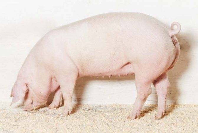 Высокопродуктивная порода свиней ландрас