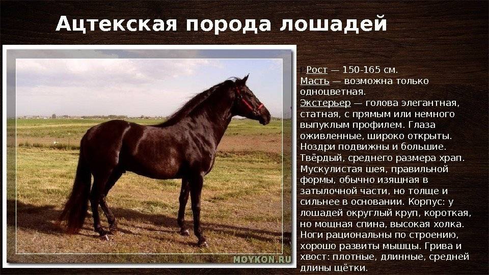 О лошадях буденновской породы