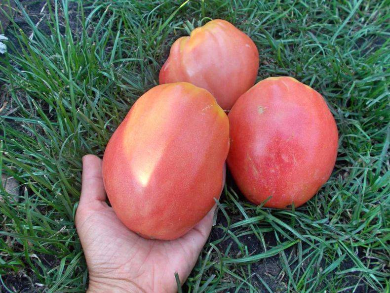 Описание томата орлиный клюв и агротехника выращивания сорта