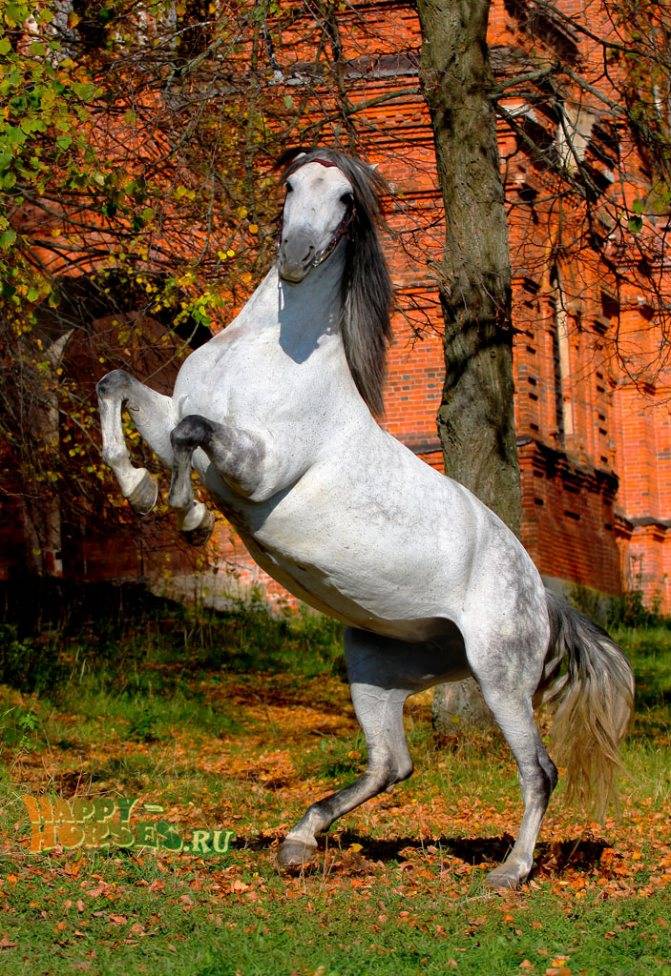 Андалузская лошадь - описание породы, происхождение
