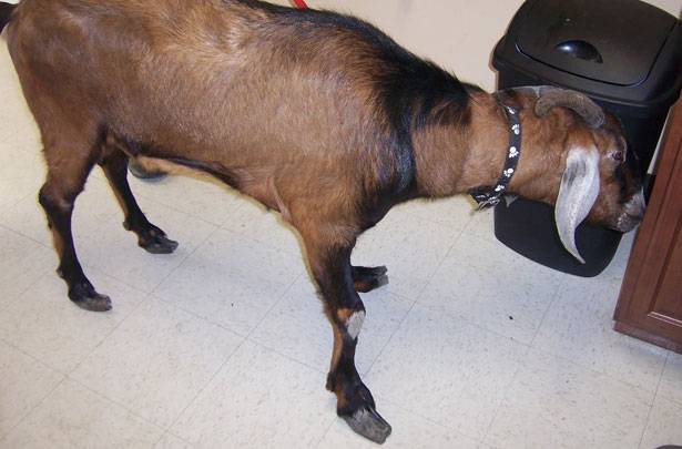 Правильная обрезка копыт у коз: подготовка и этапы подрезания