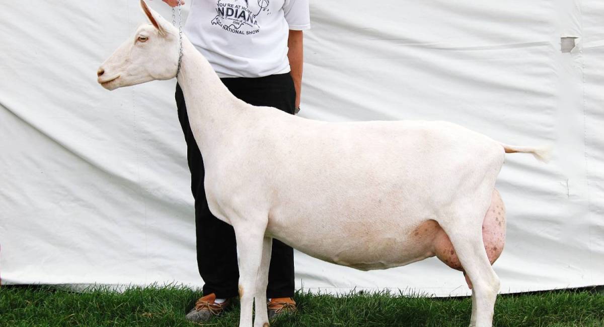 Зааненская порода коз: описание, продуктивность, уход
