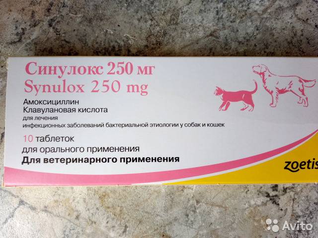 Синулокс для собак – правила использования препарата