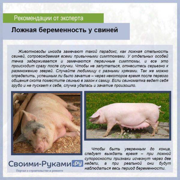Cколько свинья вынашивает поросят: как узнать супоросность и срок беременности
