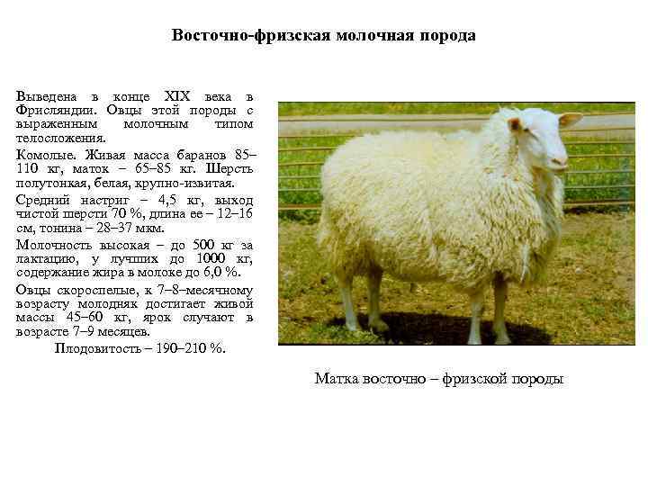 Породы овец мясного направления: лучшие в россии для мраморной баранины
