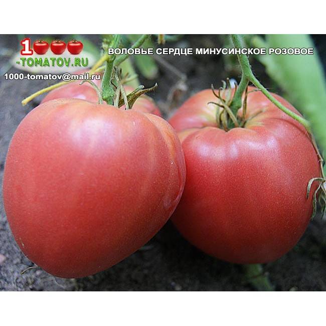 Выращивание помидоров сорта воловье сердце