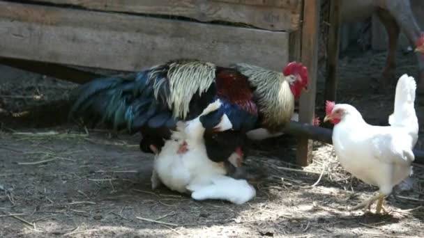 Как размножаются птицы на ферме: спаривание и высиживание яиц