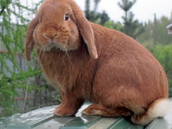 ✅ кролик французский баран: характеристика и описание породы, фото, содержание и разведение, чем кормить, видео - tehnoyug.com