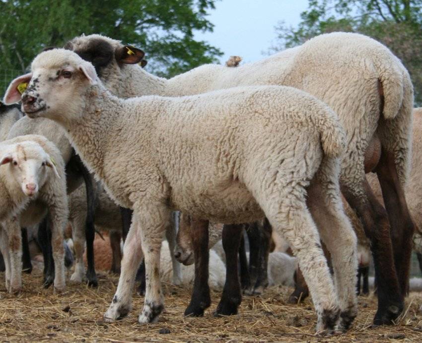 Гиссарская порода овец: характеристика и особенности содержания, кормления, вакцинация