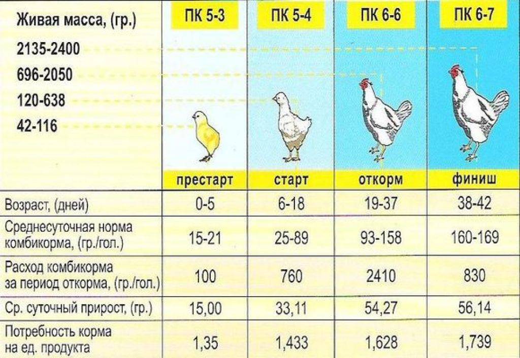 Популярные болезни цыплят и способы их лечения