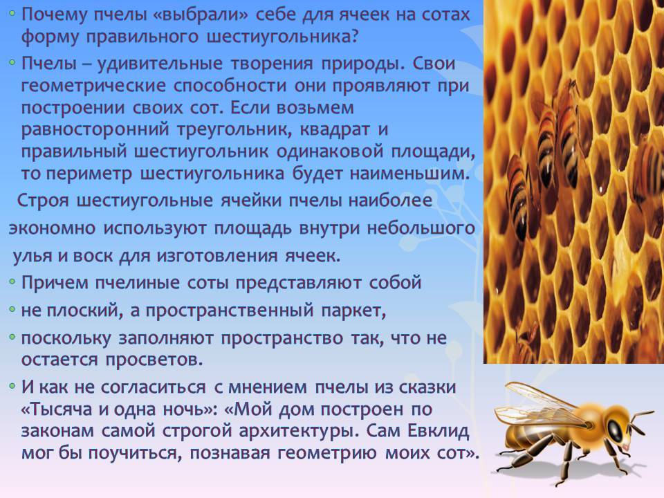 Мёд – как и для чего на самом деле пчёлы его делают — взгляд со всех сторон