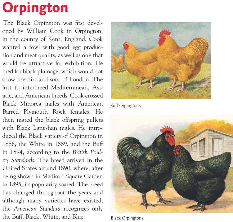 Куры орпингтон – универсальная птица