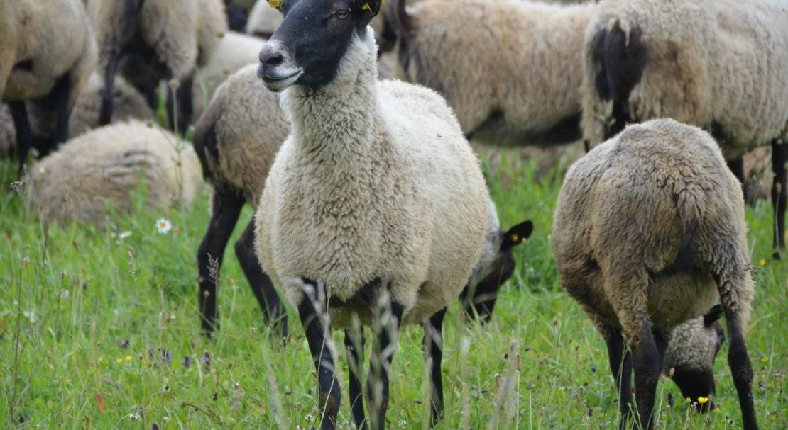 Бараны и овцы романовской породы — описание, характеристика, условия содержания.