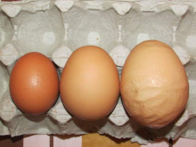 Как формируется и из чего состоит яйцо у курицы? особенности процесса образования яйца от формирования желтка до снесения