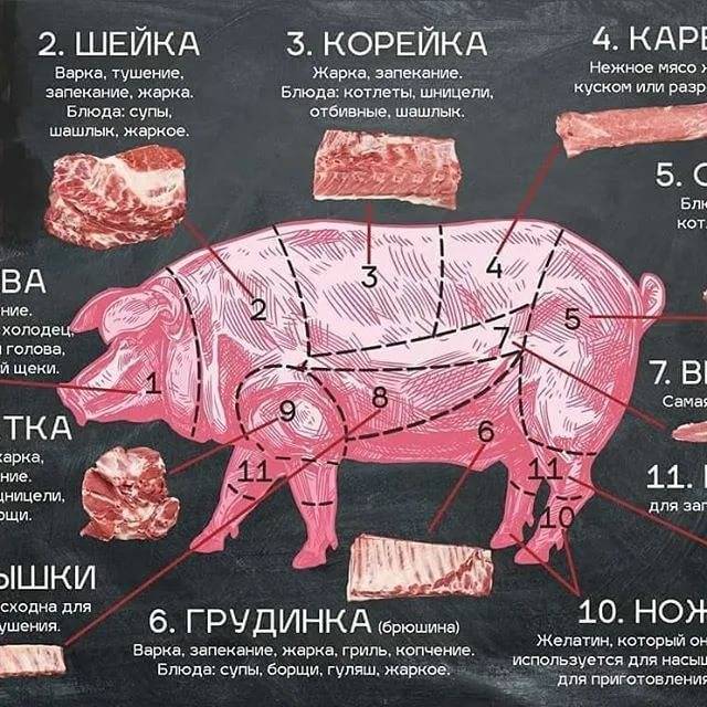 Как правильно разделывать свиную тушу?