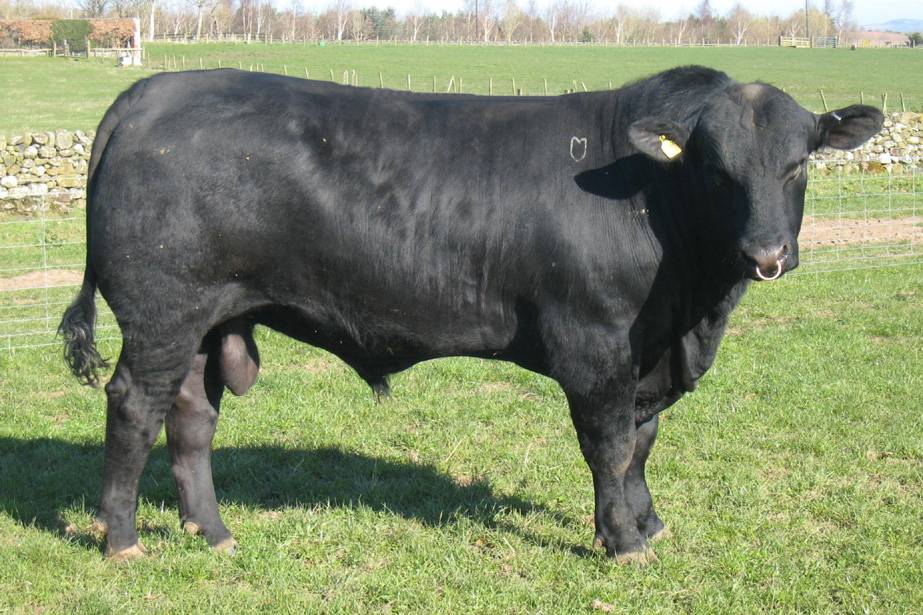 Абердин ангусская порода коров: описание крс и особенности содержания шортгорнских бычков