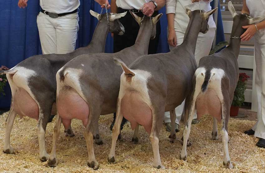 Топ-10 дойных коз: как правильно выбрать и обзор самых молочных пород
топ-10 дойных коз: как правильно выбрать и обзор самых молочных пород