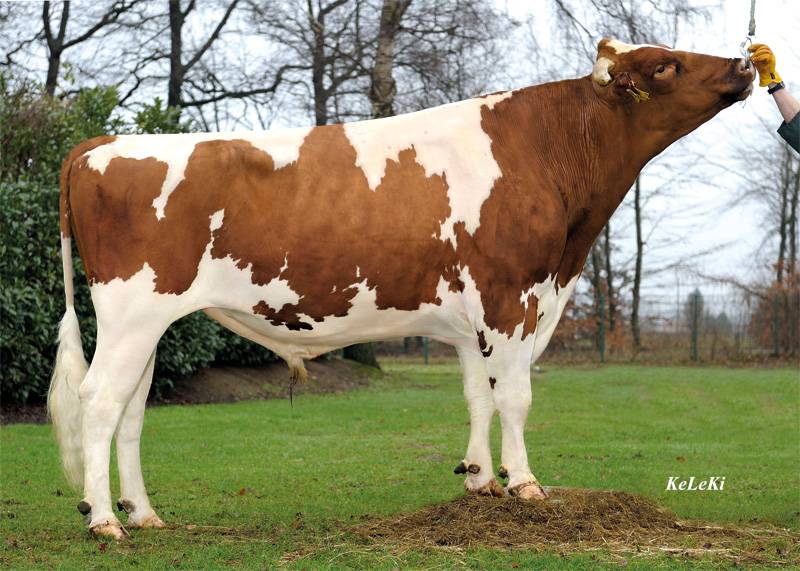 Характеристика коров голштинской породы