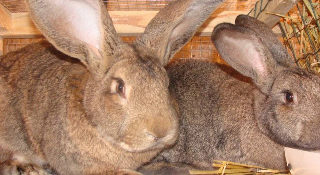 Кролики породы фландр: описание, содержание и разведение
