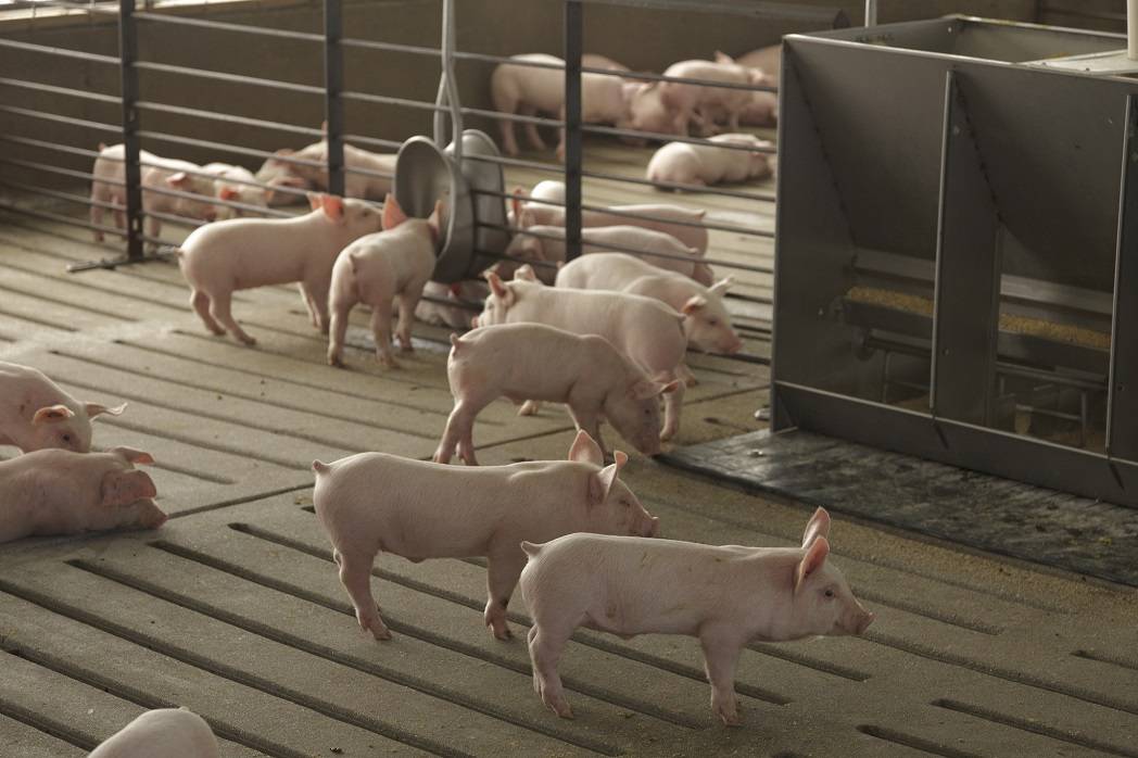 Разведение свиней в домашних условиях: размножение и содержание