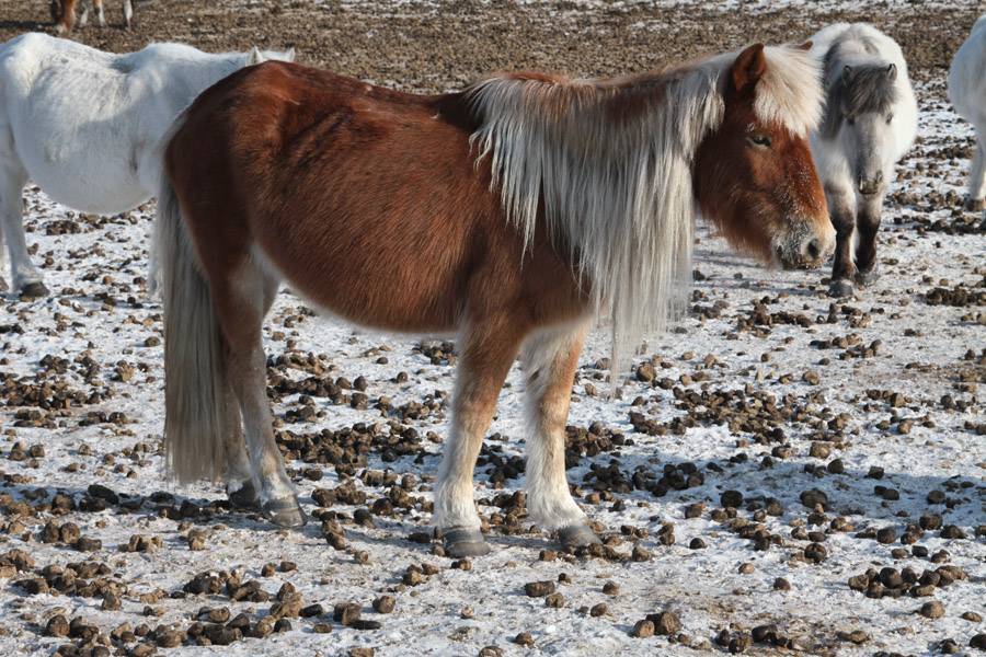 Описание морозостойкой породы якутских лошадей