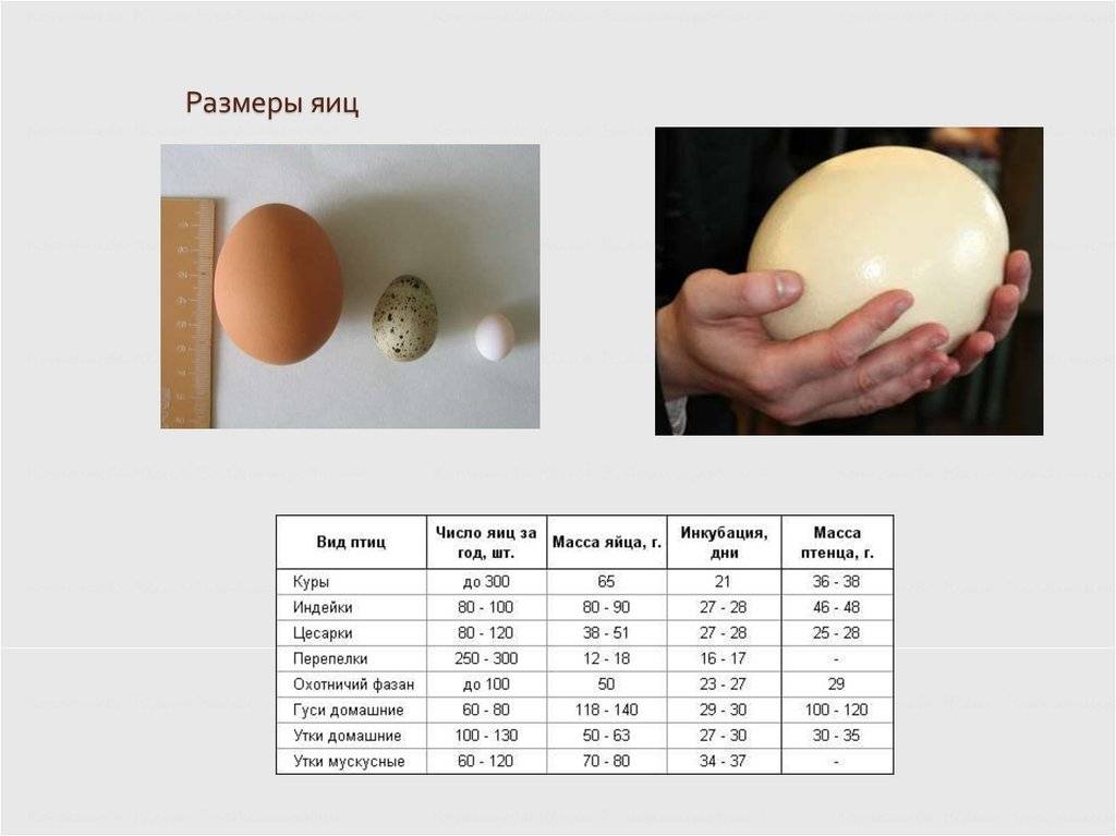 Сколько в среднем весит 1 куриное яйцо: описание и категории яиц