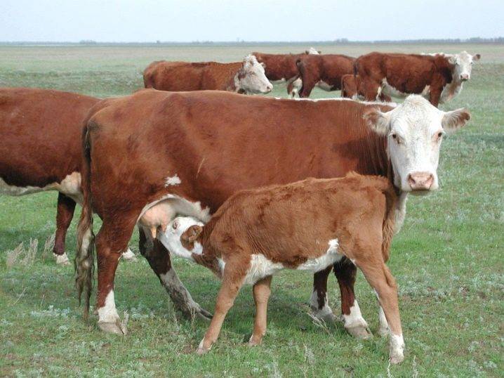 Казахская белоголовая порода крс – характеристика коров и отзывы