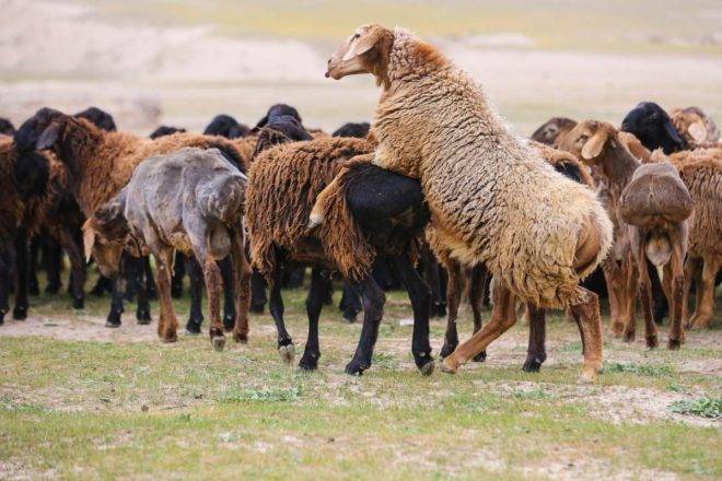 Особенности разведения и содержания гиссарских овец 2021