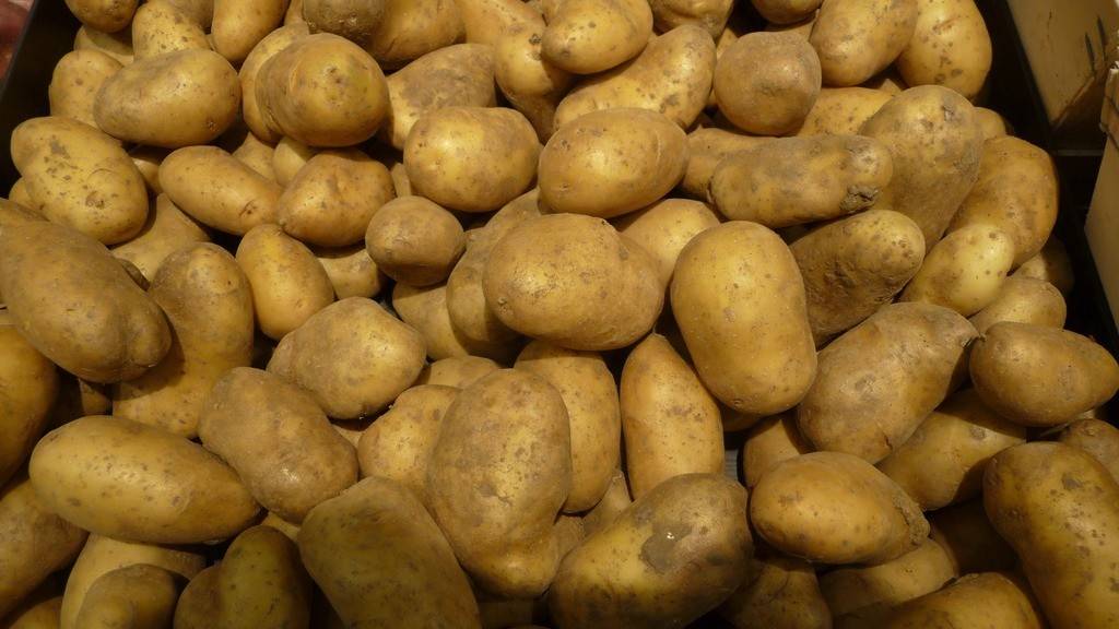 Картофель «импала»: описание сорта, посадка, уход и выращивание
