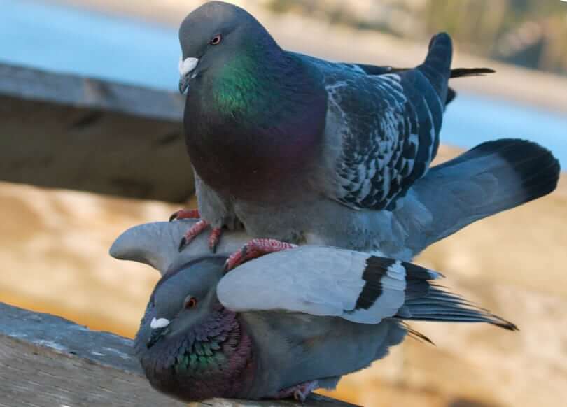 Как размножаются голуби — разведение птиц в домашних условиях