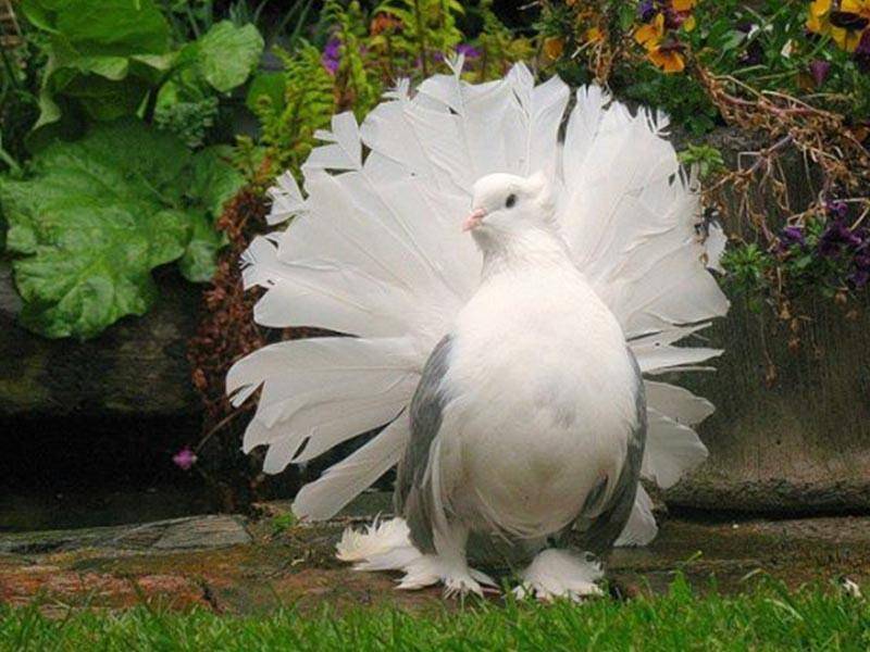 Происхождение и описание внешнего вида породы голубей Павлины
