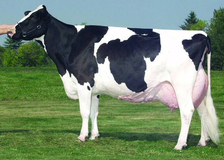 Характеристика голштинской породы коров и бычков