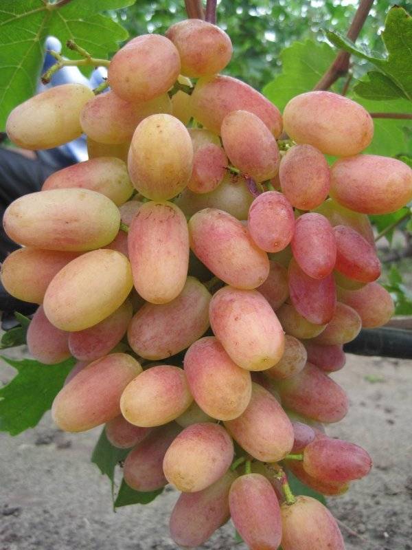 Виноград преображение — высокоурожайный сорт