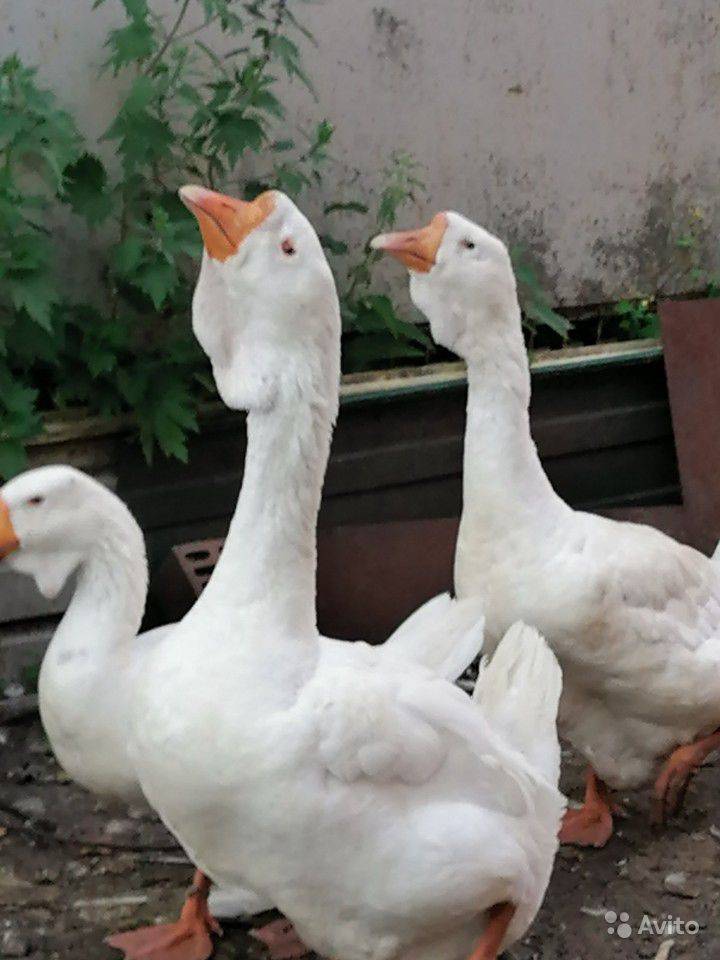 Холмогорские гуси: тяжелые мясосальные породы гусей