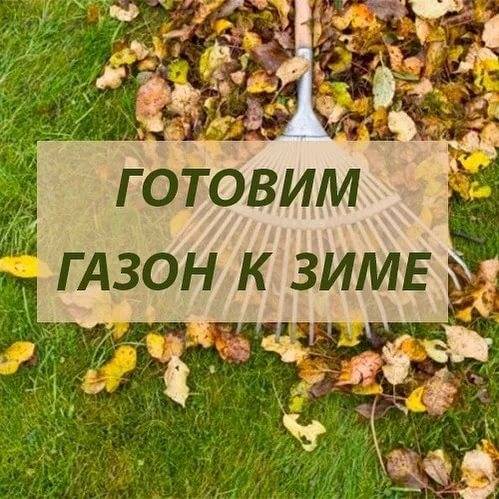 ᐉ как готовить газон к зимовке - godacha.ru