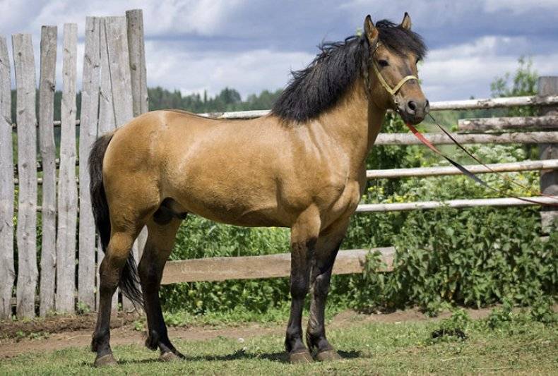 Башкирская лошадь — история породы, особенности, перспективы разведения в россии.