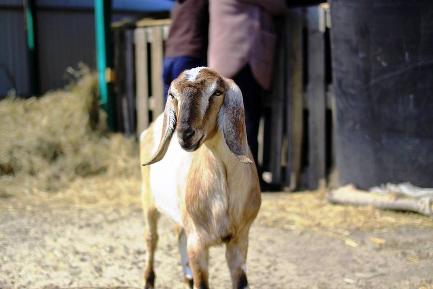 Характеристики продуктивности и описание Нубийской породы коз