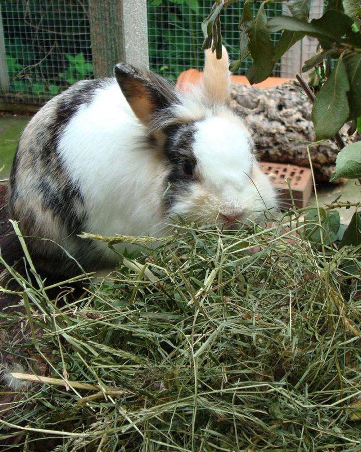 Кормление кроликов в домашних условиях для начинающих: чем и как кормить?